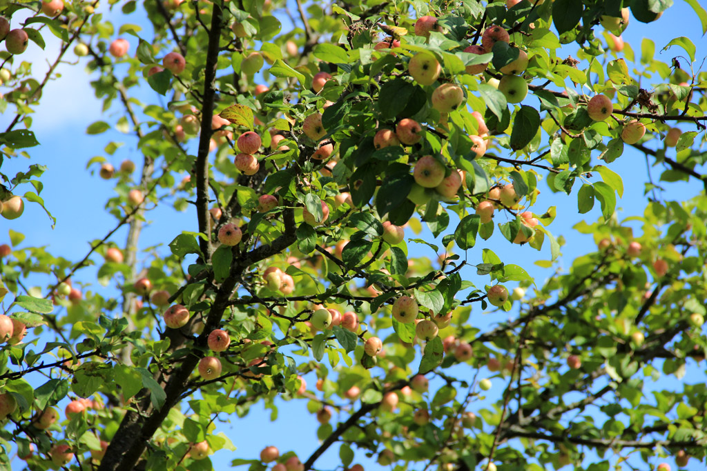 Дикие яблоки, Тульская область